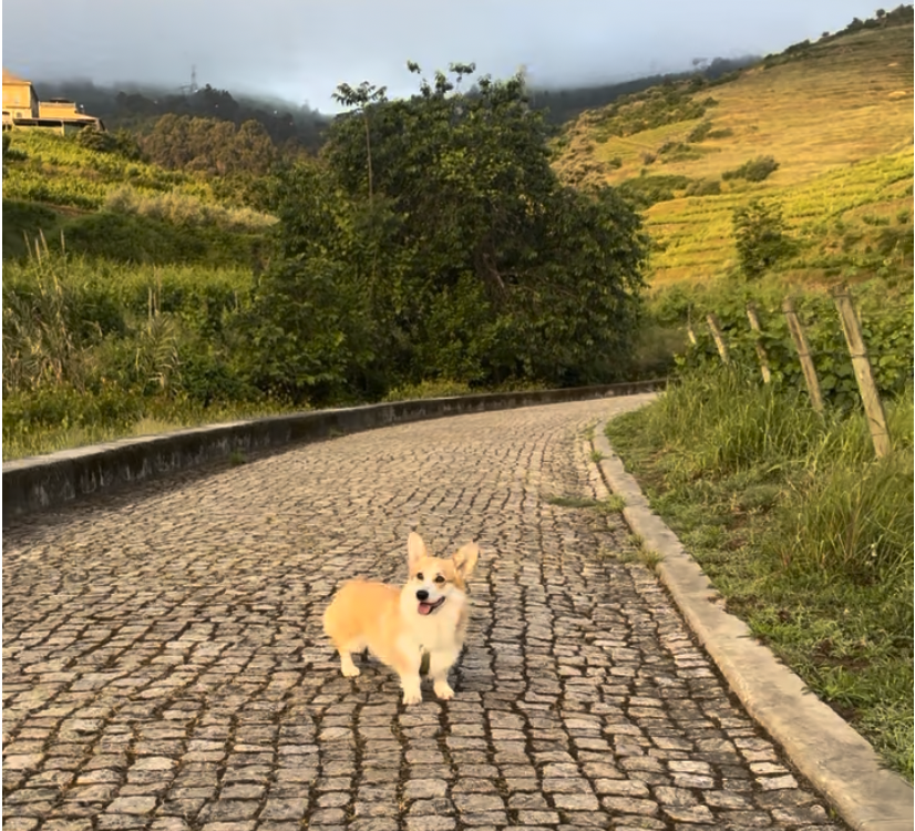 Romantic Douro Valley Getaway: The Perfect 4-Day Wine Escape at Six Senses Douro Valley